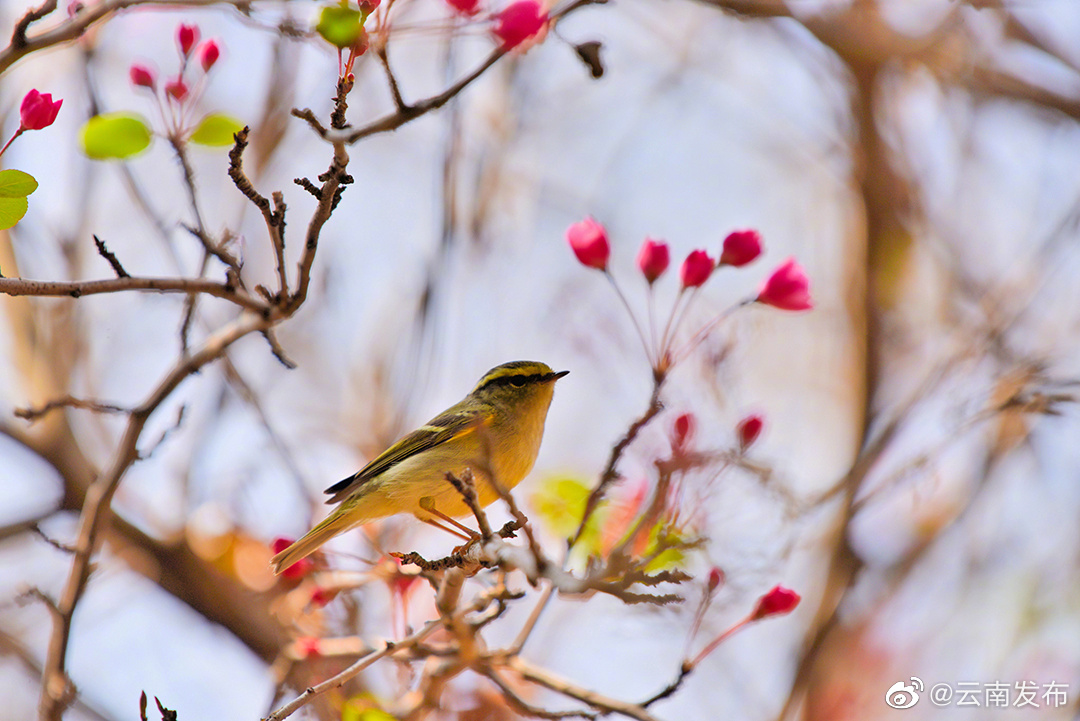 “云南发布”微博