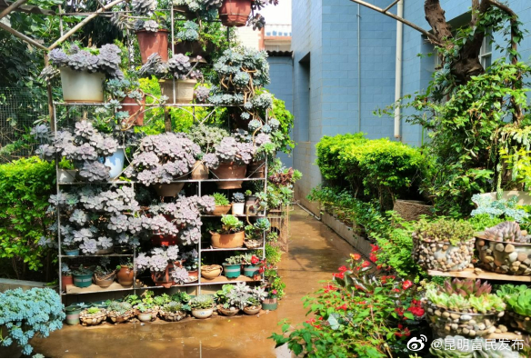 富民县热水村：“庭院”变“花园” 乡村自治焕发新活力