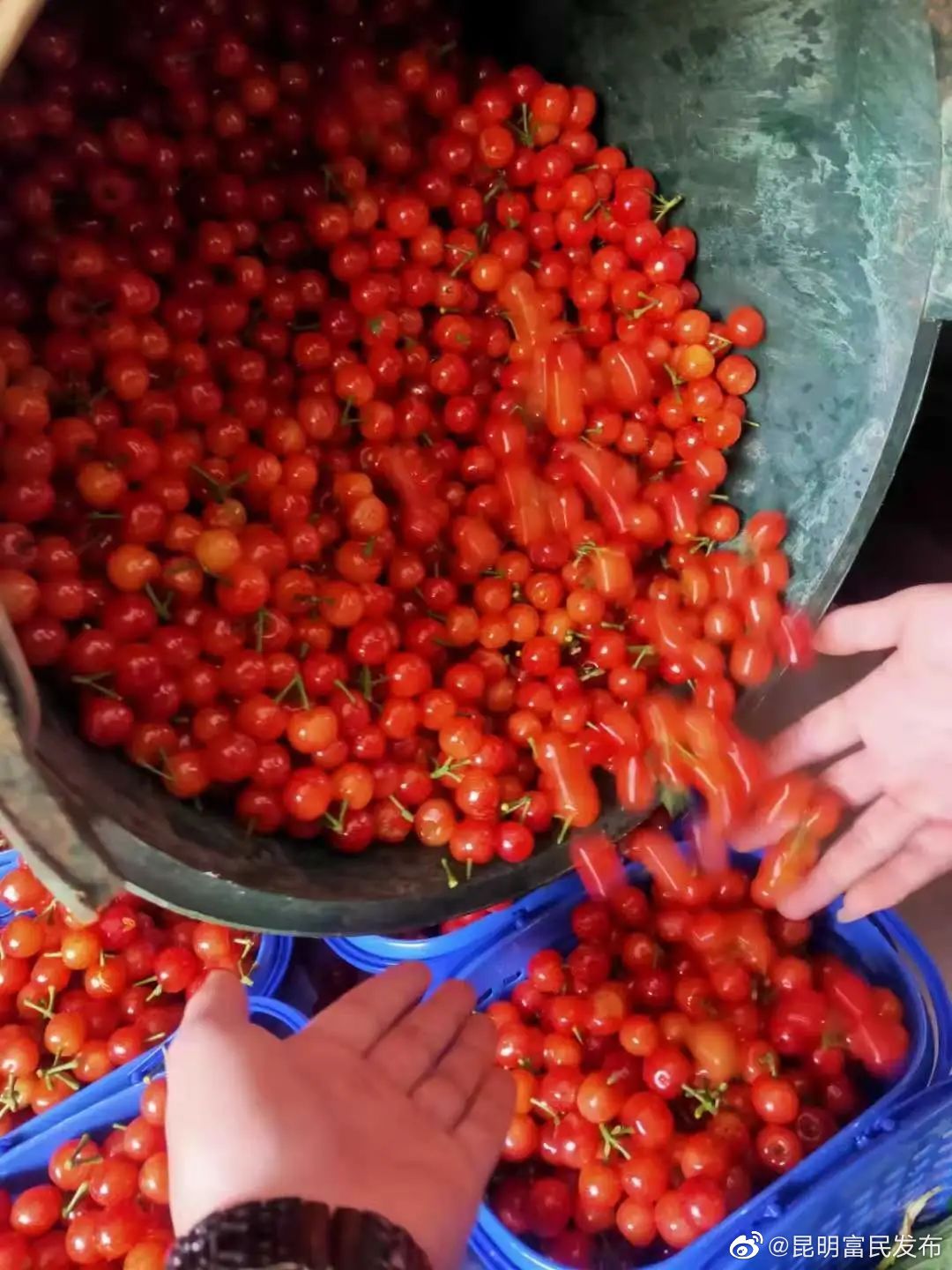 预告丨“果香赤鹫”樱桃季即将甜蜜来袭！