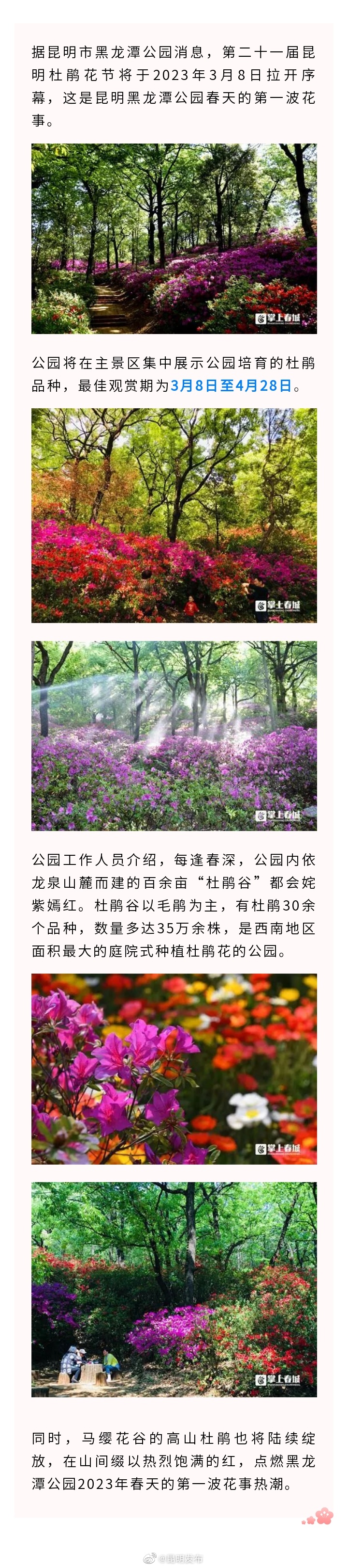 黑龙潭第一波花事明日开启！35万余株杜鹃等你来赏