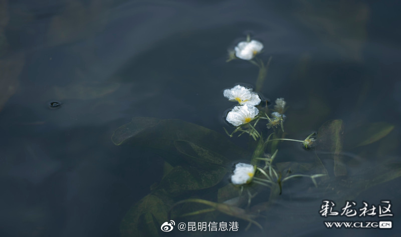 昆明信息港（微博）