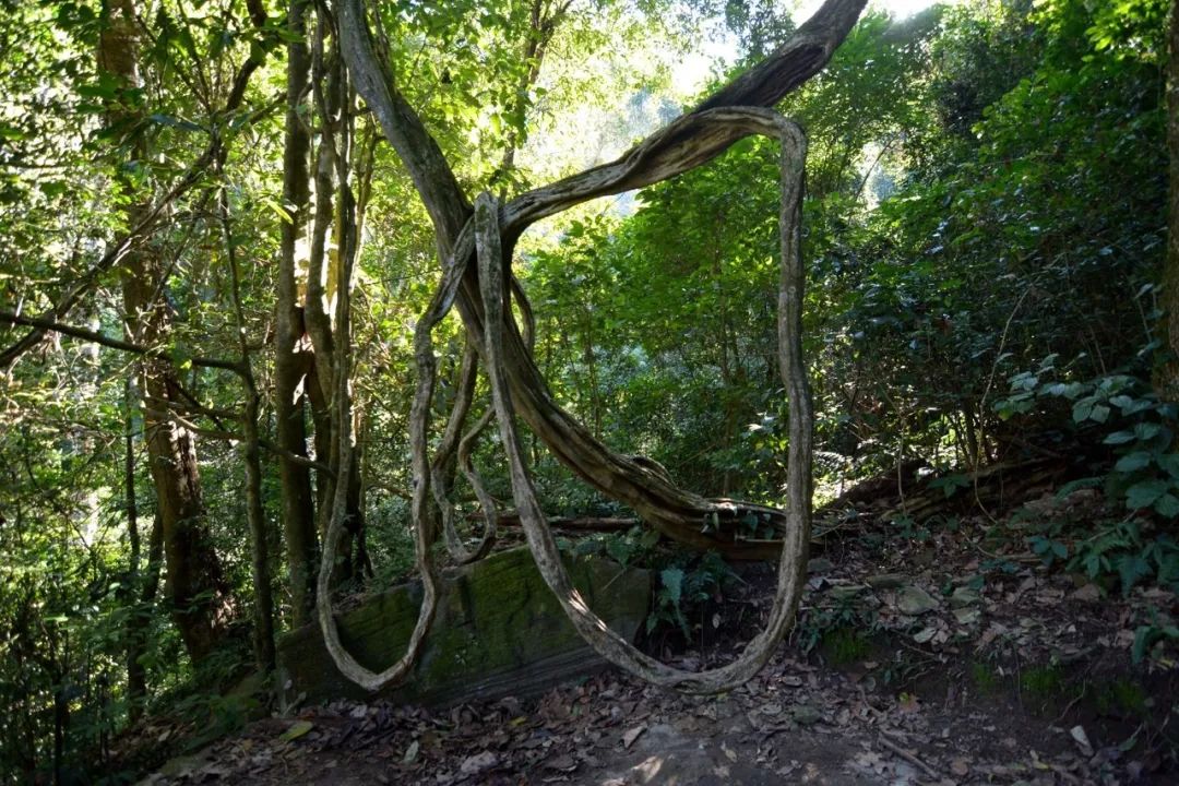 一部手机游云南