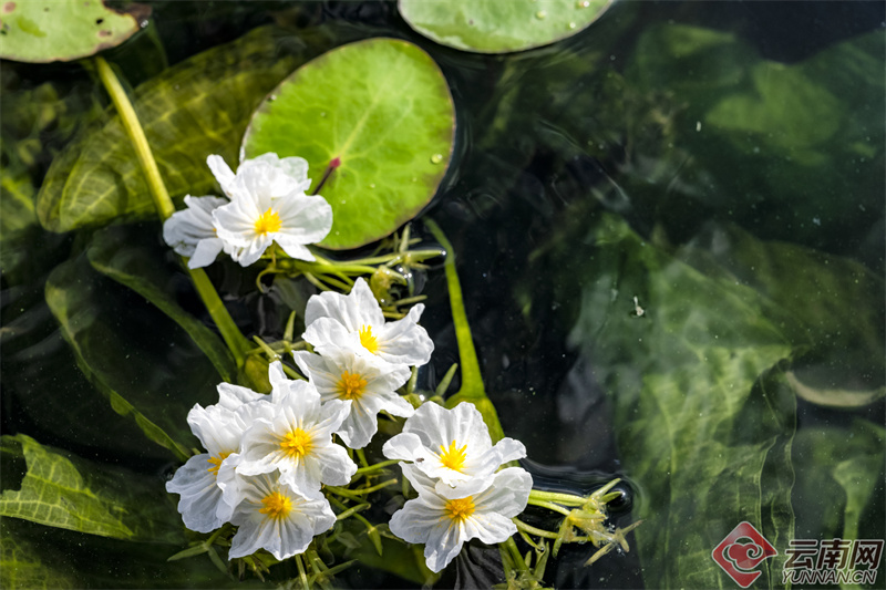 云南省文化和旅游厅