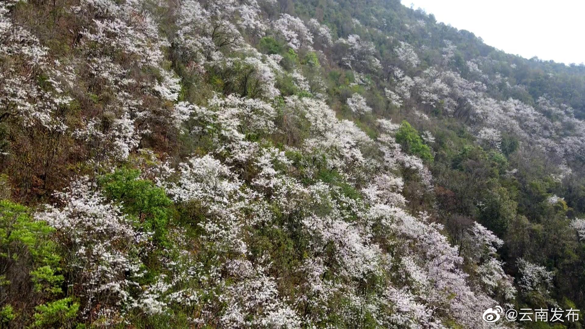 “云南发布”微博