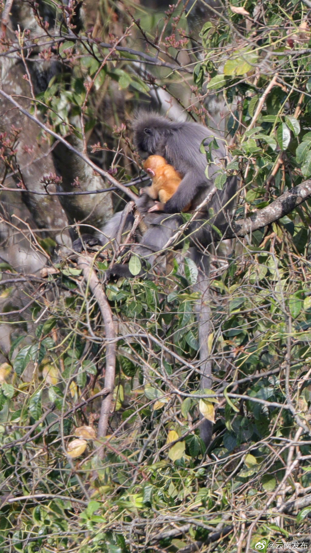 “云南发布”微博