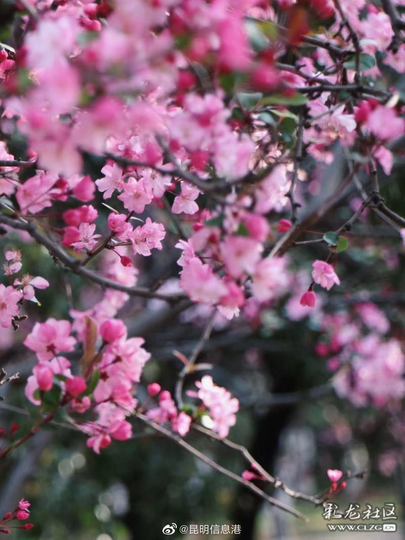 昆明信息港（微博）