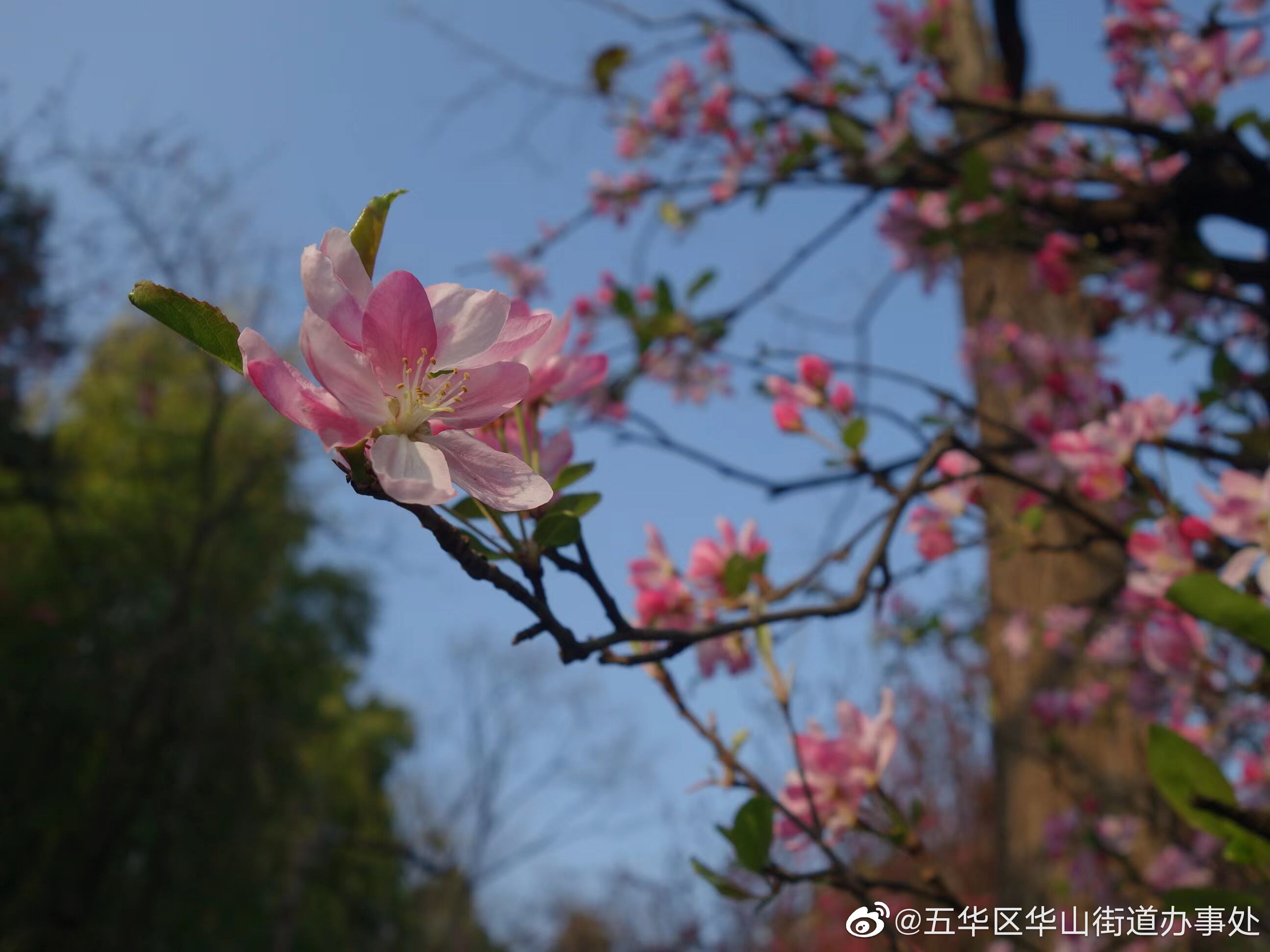 五华区华山街道办事处