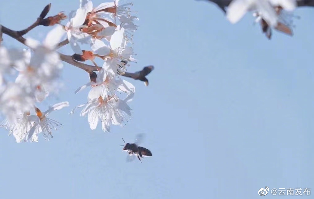“云南发布”微博