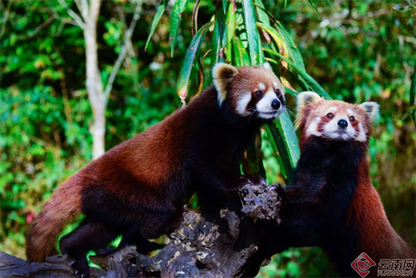 云南省文化和旅游厅