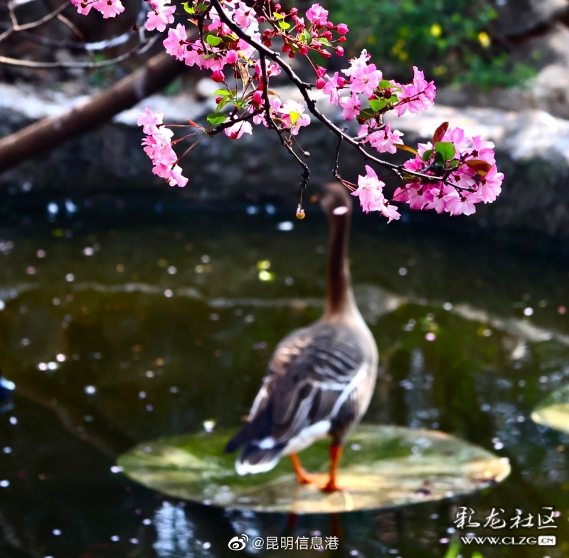 昆明信息港（微博）