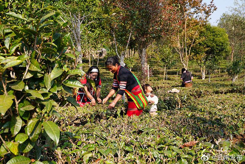 “云南发布”微博