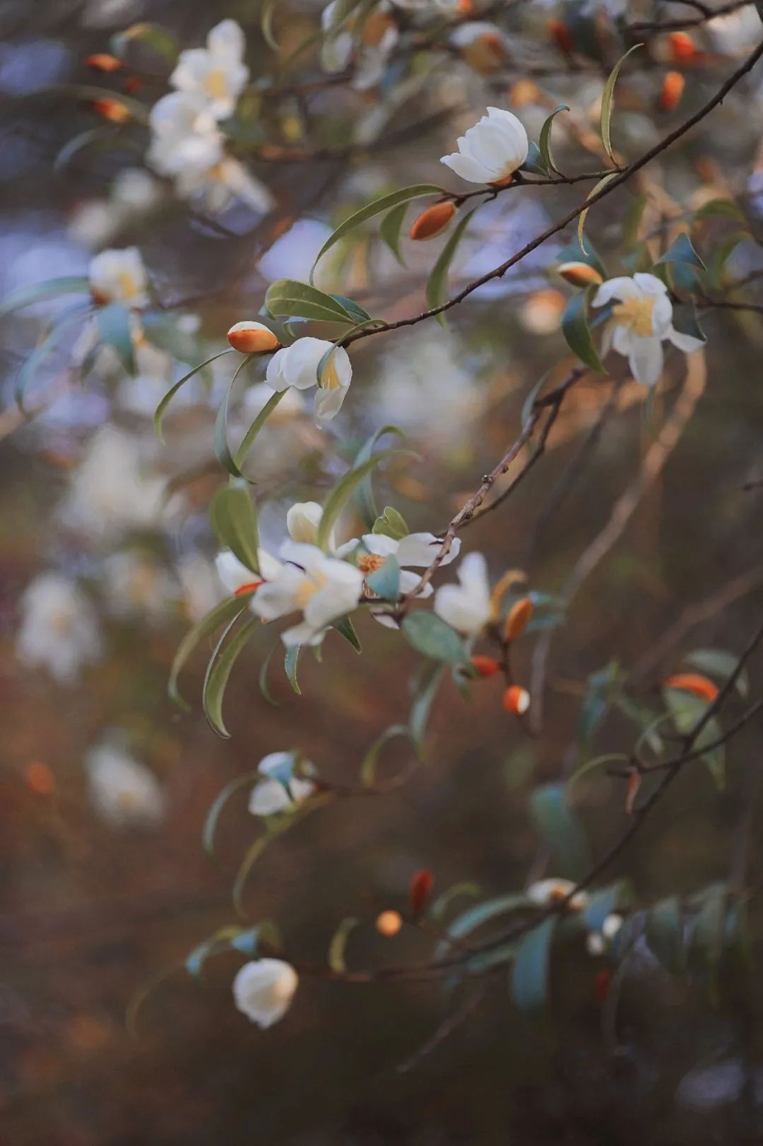 昆明市金殿名胜区