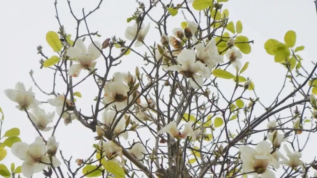 红河日报