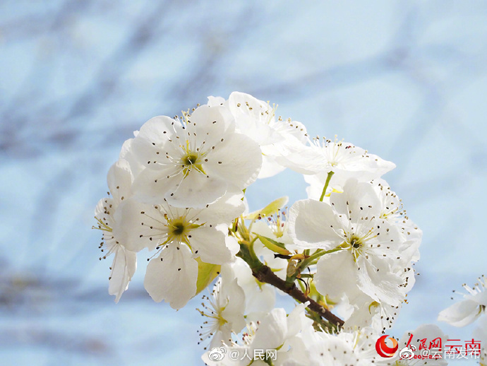 “云南发布”微博