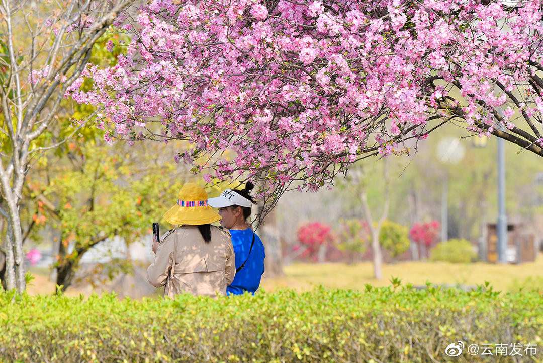 “云南发布”微博