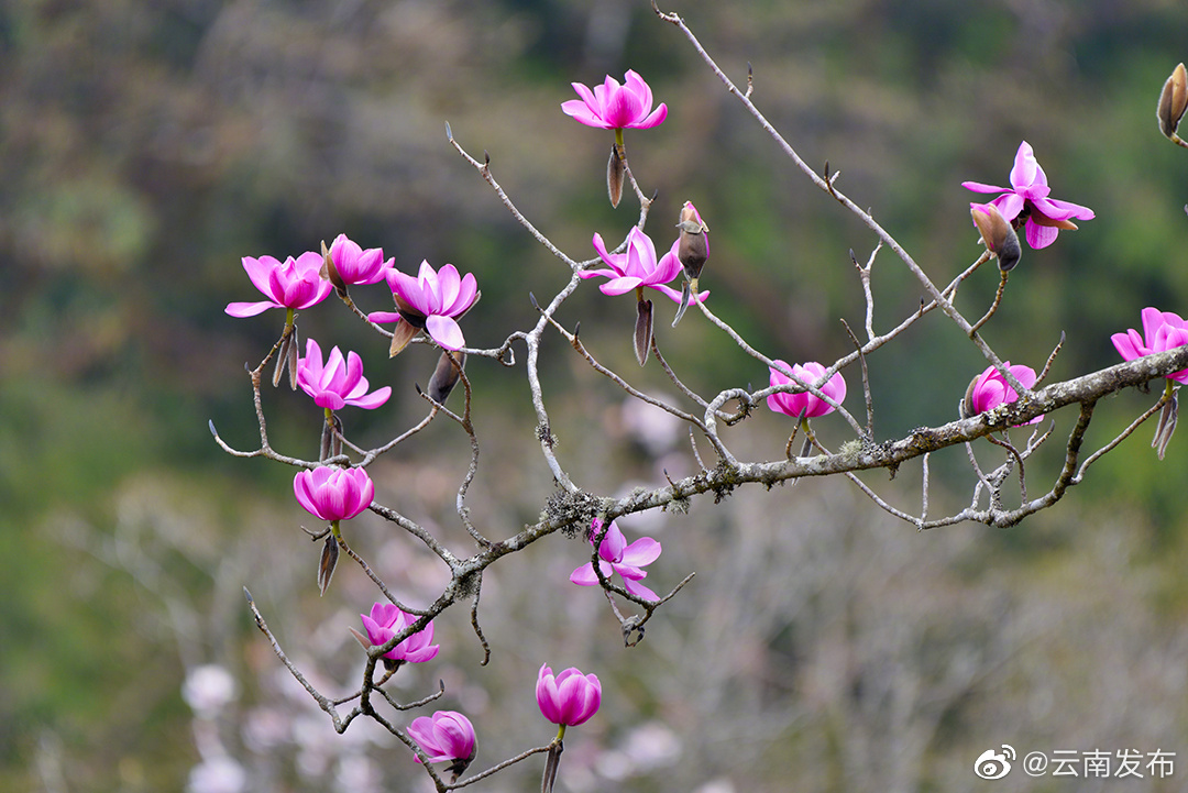 “云南发布”微博