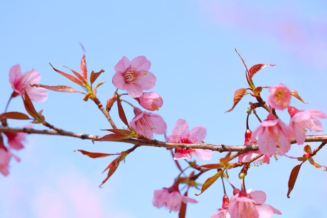 红河日报