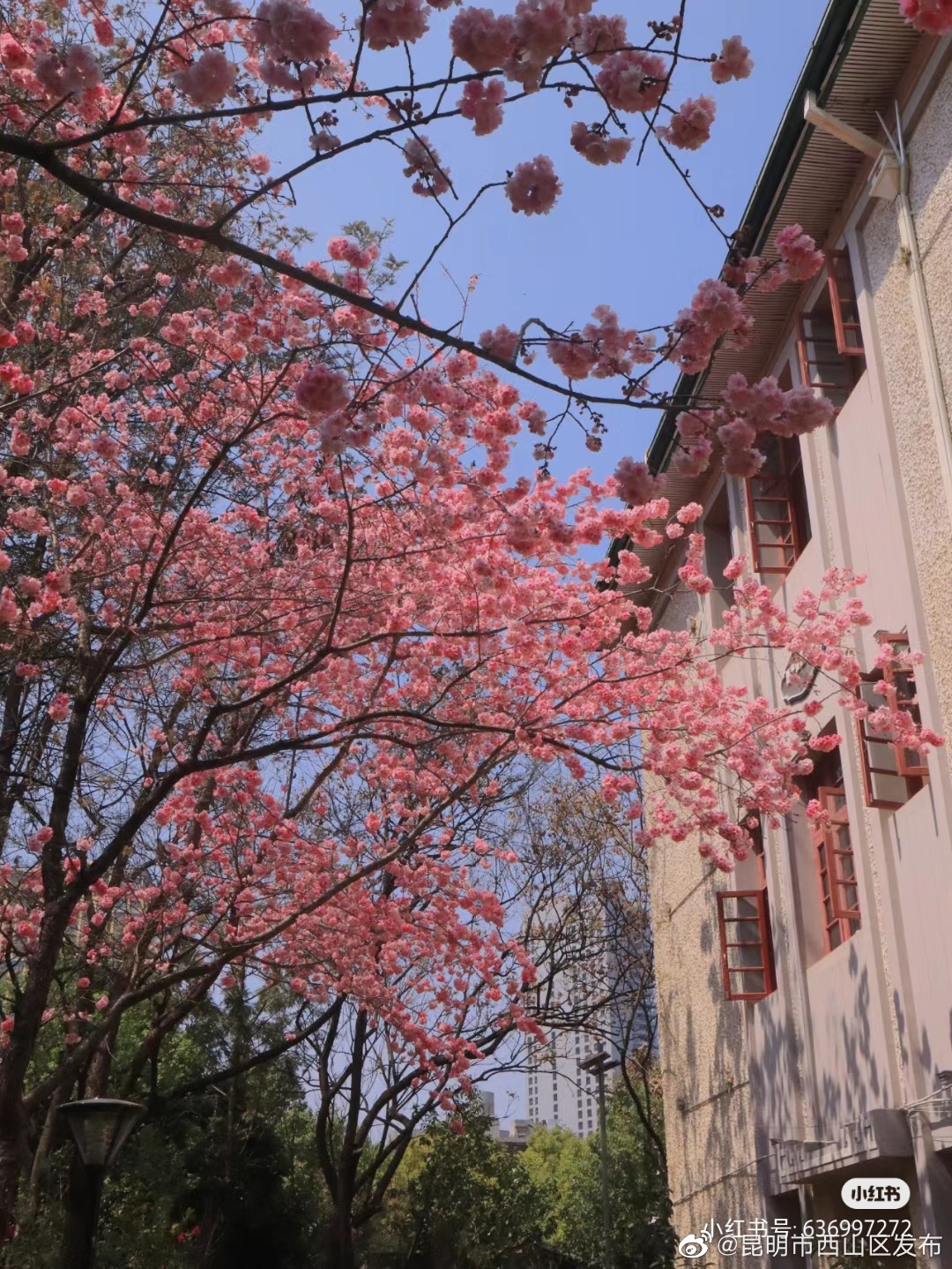 昆明市西山区发布