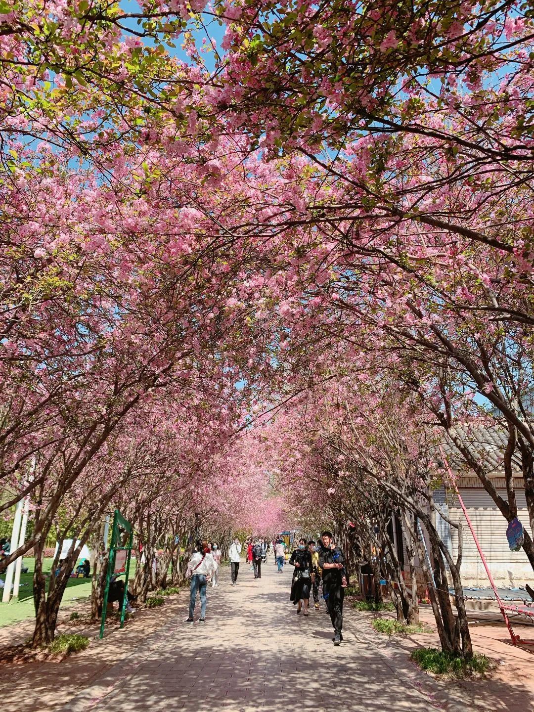 一部手机游云南