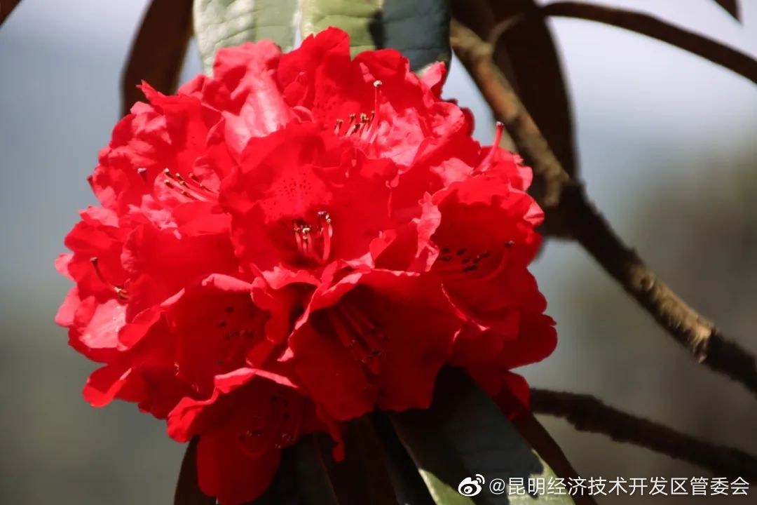 昆明经济技术开发区管委会