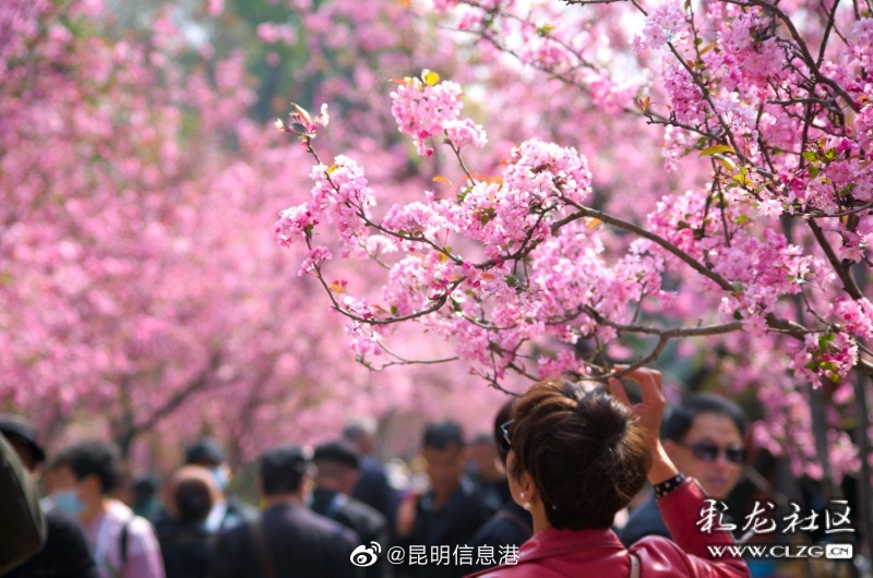 昆明信息港（微博）