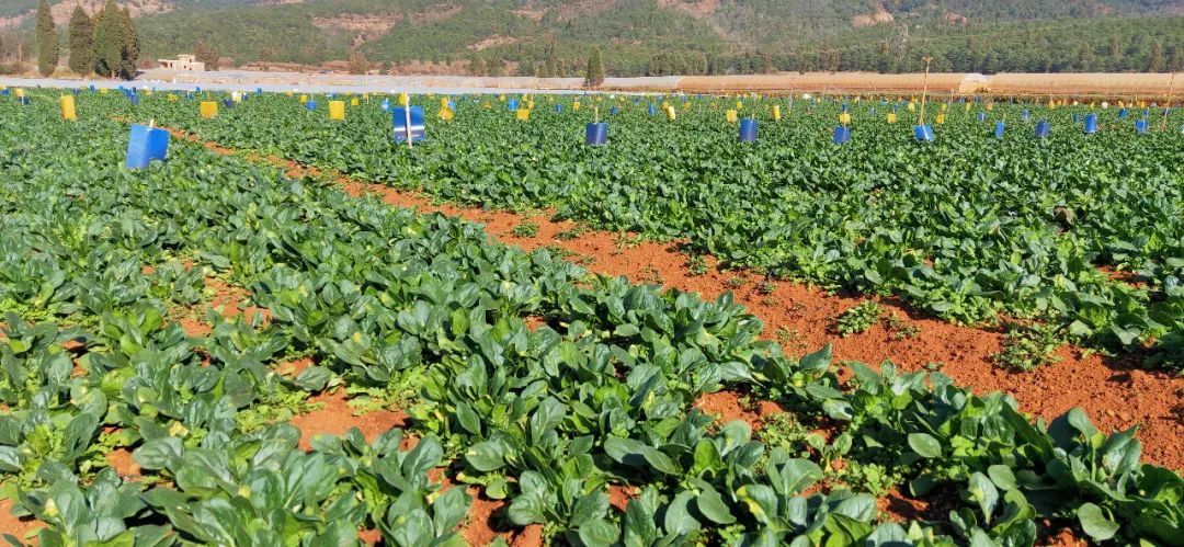 昆明信息港/cnkmxxg