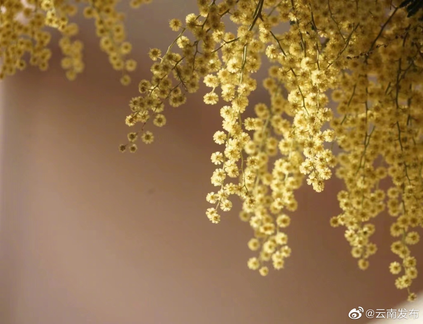 “云南发布”微博