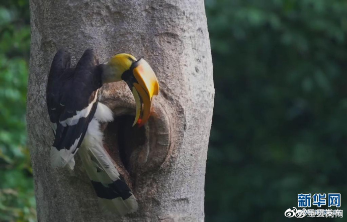 飞翔如波！摄影师捕捉到云南盈江县珍贵的犀鸟影像
