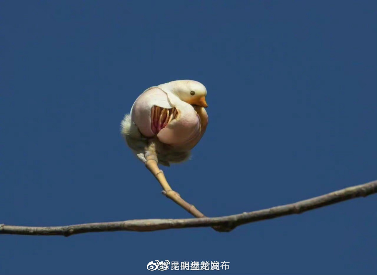 昆明盘龙发布
