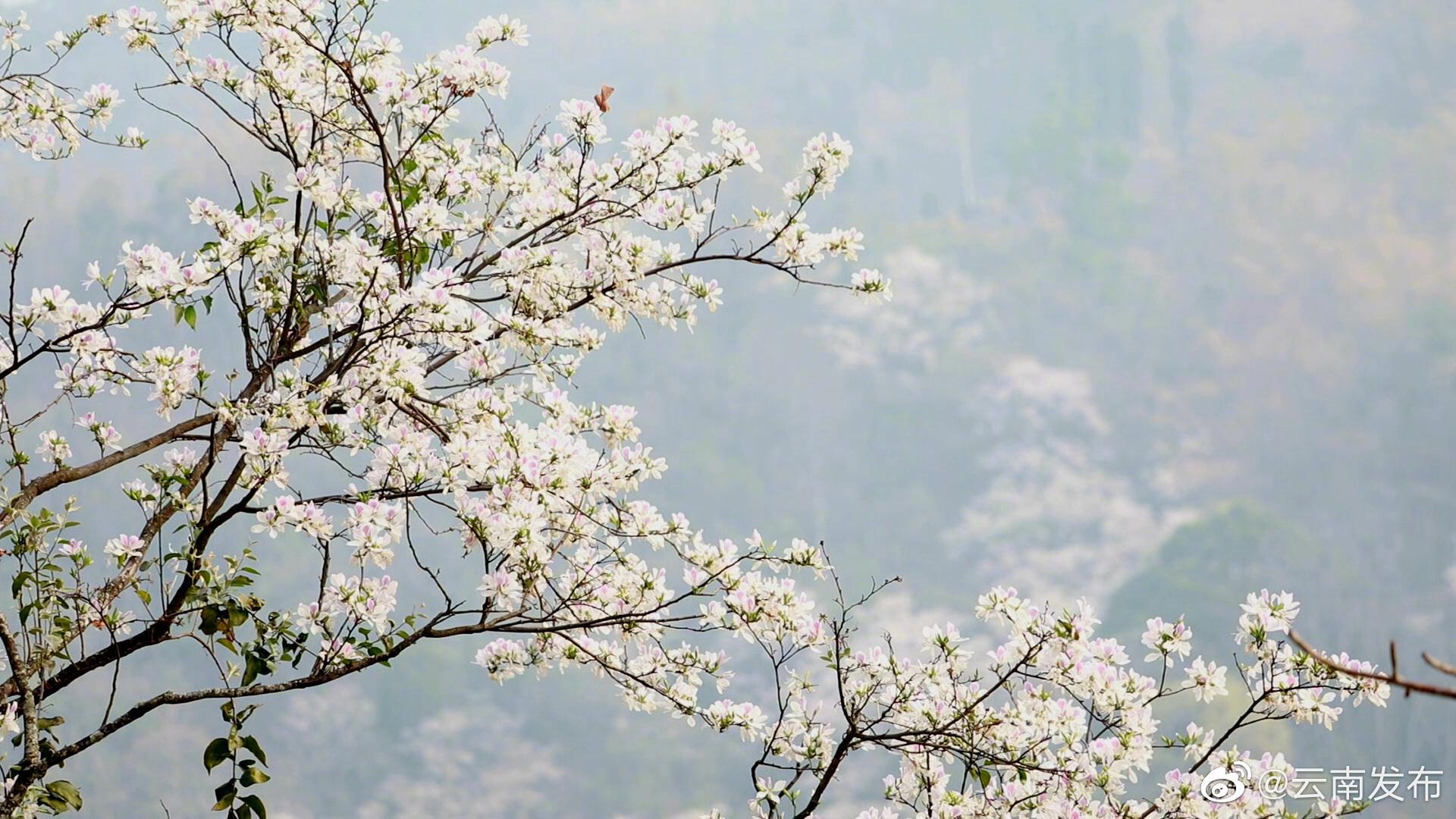 “云南发布”微博