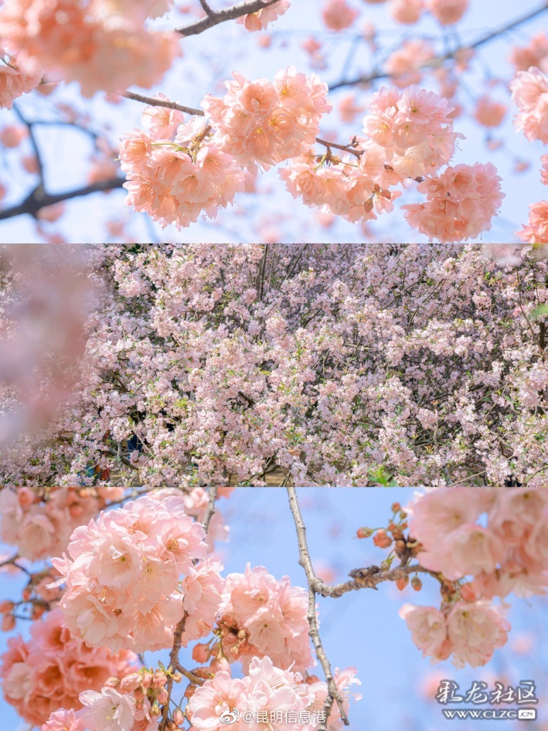 昆明信息港（微博）