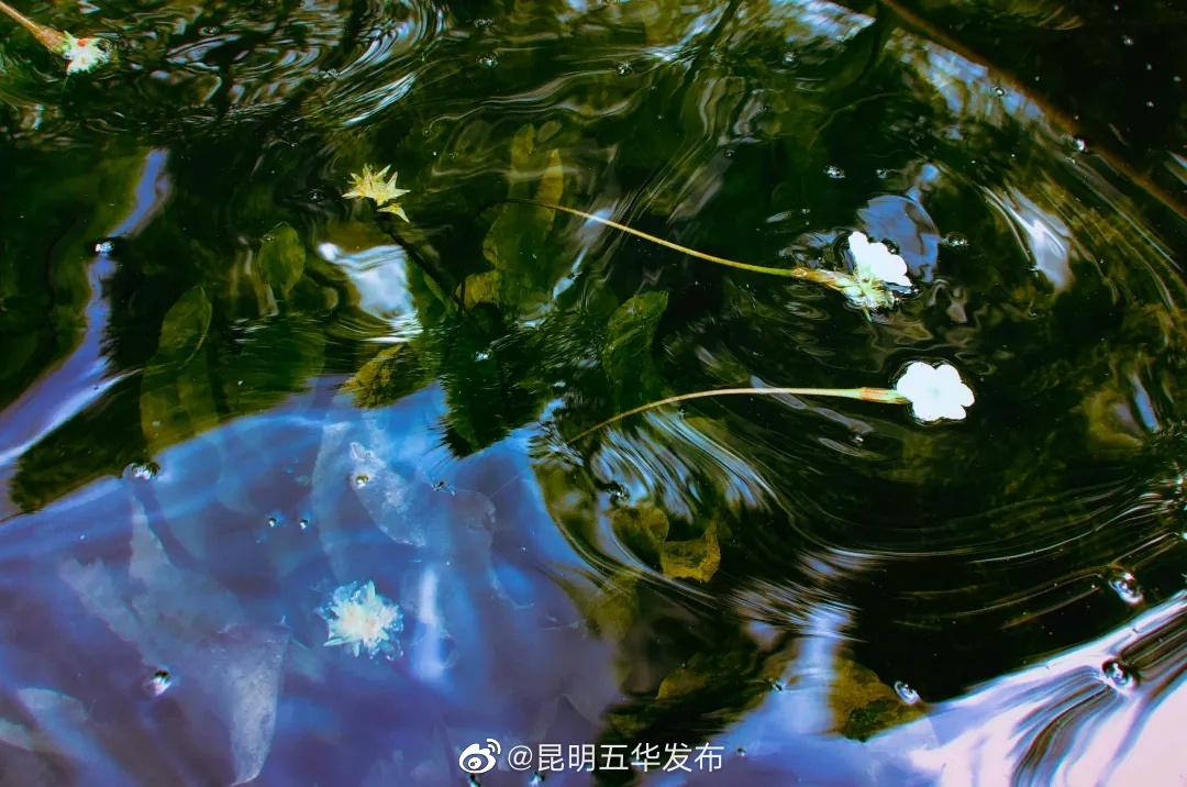 昆明五华发布