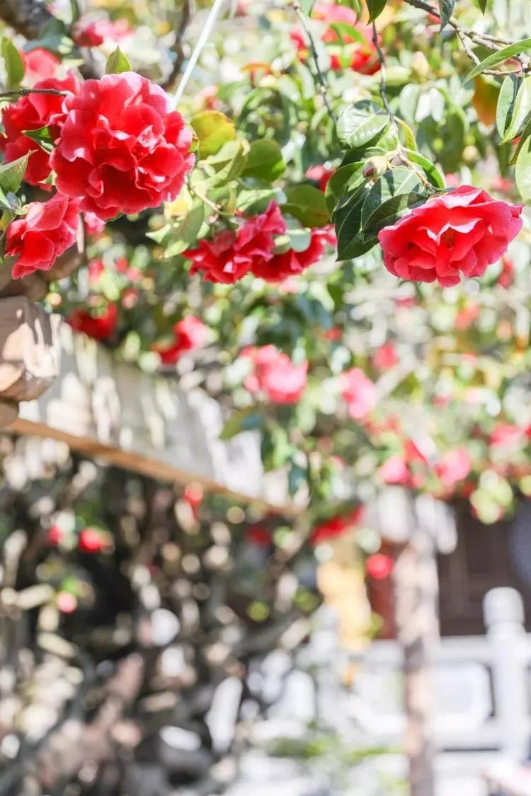 一部手机游云南