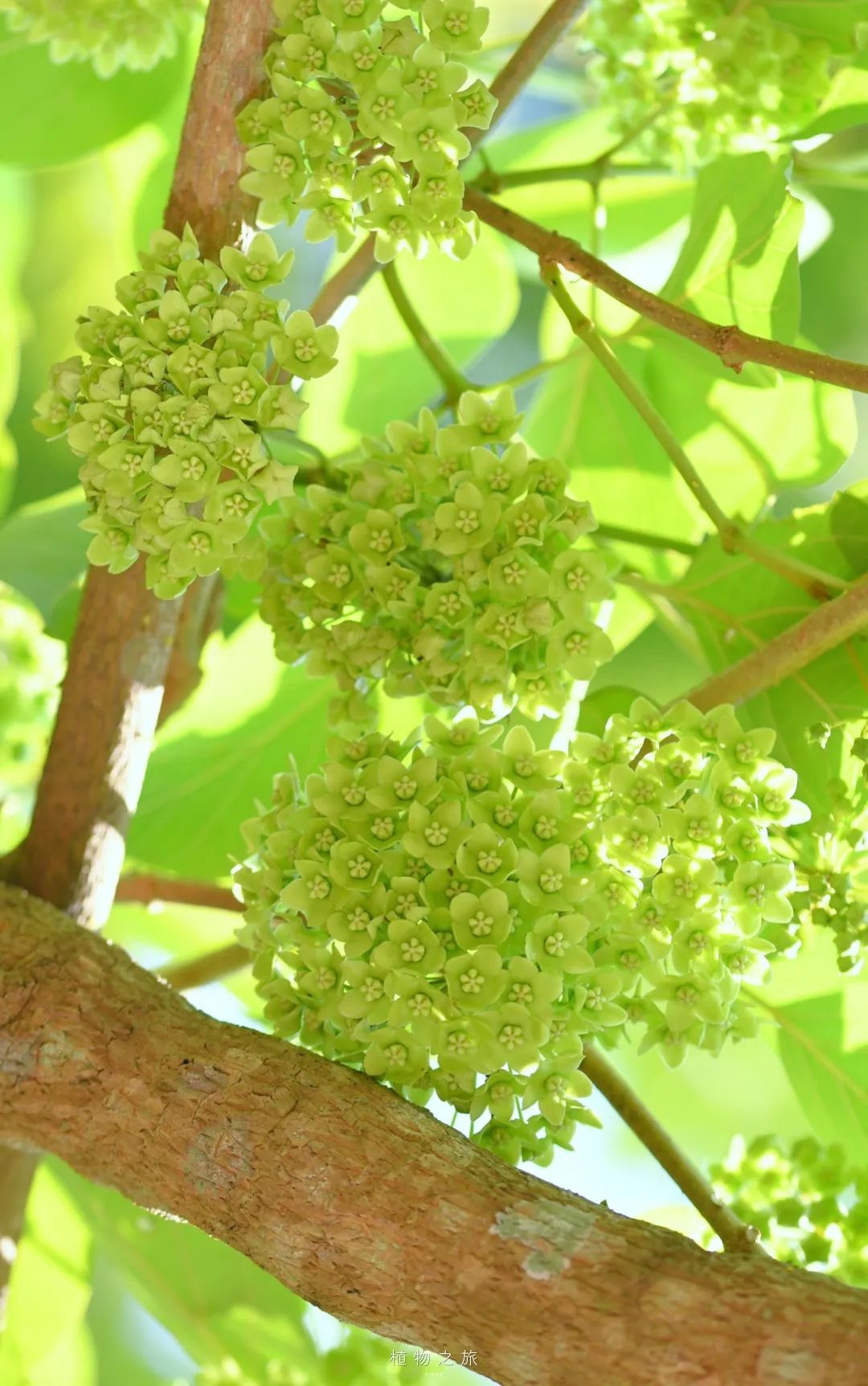 云南省文化和旅游厅