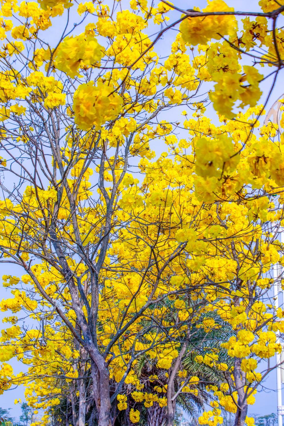 云南省文化和旅游厅