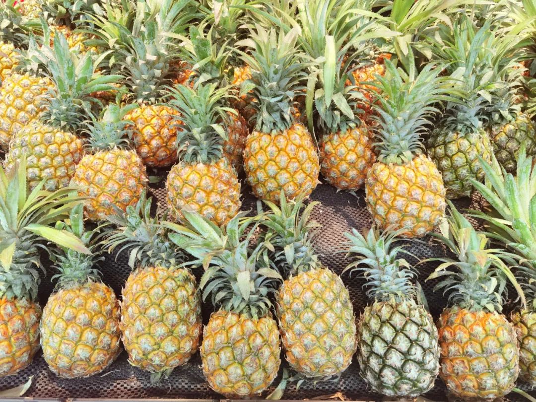 红河日报