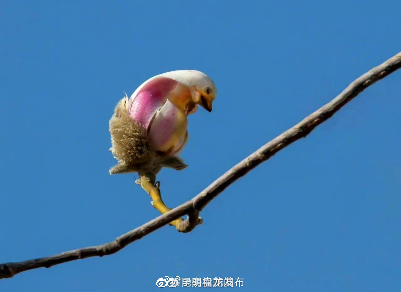 昆明盘龙发布