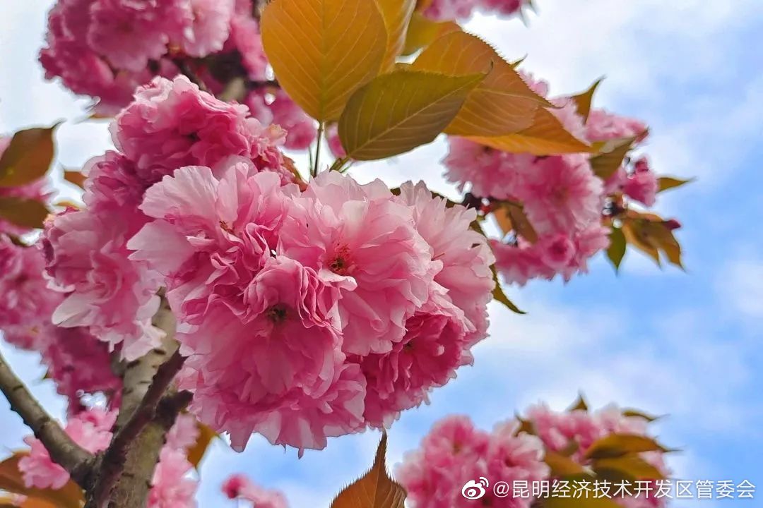 昆明经济技术开发区管委会