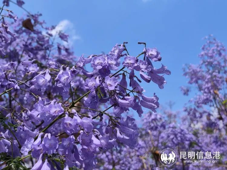 昆明西山发布