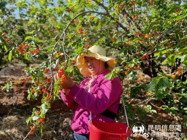 “乡”约富民摘樱桃啦 | Pick Cherries and Experience a Rural Life in Fumin