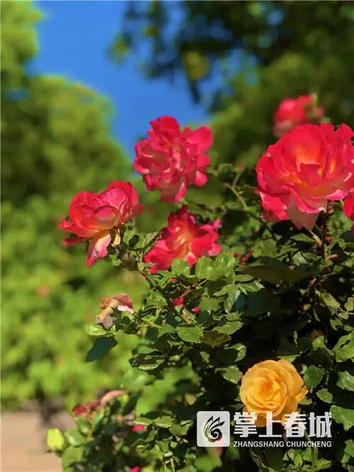 云南广播电视台