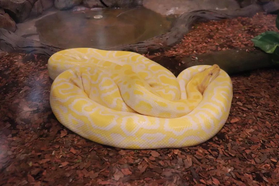 云南野生动物园