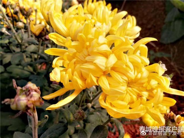 清明，不止是一个悲伤的节气，古人们这样说→