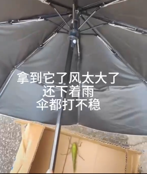 掌上春城