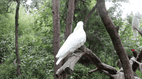 云南野生动物园