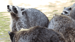 云南野生动物园