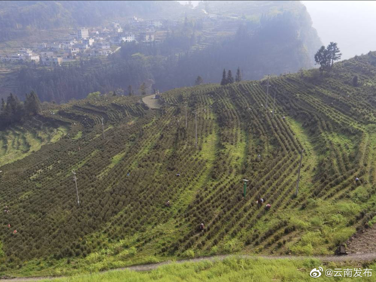 昭通镇雄：白茶吐芽 春满山坡