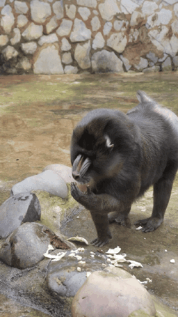 云南野生动物园