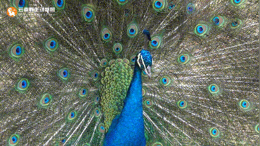 云南野生动物园