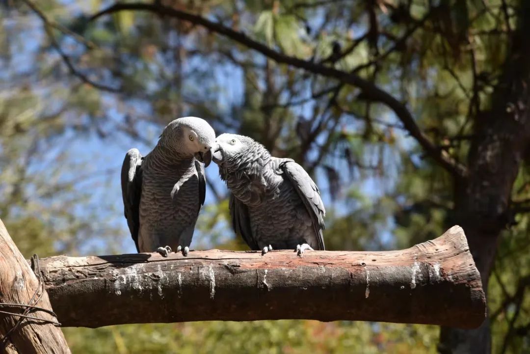云南野生动物园